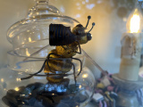 Bij met honingdropje in vitrine achterzijde <a href="/lemma/De_Soete_Inval" title="De Soete Inval">De Soete Inval</a> in 2024 - Foto: Eftepedia