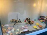 Liefdesbijen met vruchtenhartje in vitrine achterzijde <a href="/lemma/De_Soete_Inval" title="De Soete Inval">De Soete Inval</a> in 2024 - Foto: Eftepedia