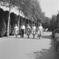 Berkenlaan naar het kasteel van <a href="/lemma/Doornroosje" title="Doornroosje">Doornroosje</a> gezien richting de <a href="/lemma/Heksenpoort" title="Heksenpoort">Heksenpoort</a>, augustus <a href="/lemma/1961" title="1961">1961</a>.