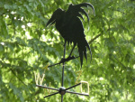 Vogel-windwijzer op toren Hans en Grietje