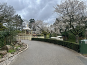 Wandelpad langs de Siervijver richting <a href="/lemma/Pagode" title="Pagode">Pagode</a> en <a href="/lemma/Gondoletta" title="Gondoletta">Gondoletta</a> in het bloesemseizoen