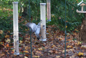 Een vogelvoerplaats met holenduif.