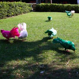 Gekleurde duiven op het gras van het Herautenein (2014)