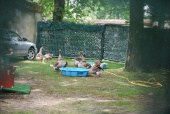 Eigen badje voor <a href="/lemma/Ganzenfanfare" class="mw-redirect" title="Ganzenfanfare">Ganzenfanfare</a>, foto uit <span class="redlink">2009</span>