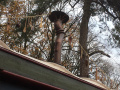 <a href="/lemma/De_Smaeckmaker" title="De Smaeckmaker">De Smaeckmaker</a>