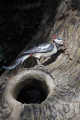 Specht bij Sprookjesboom - Foto via Eftelist.nl