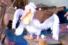 Pelikaan in <a href="/lemma/Muiterij" title="Muiterij">Muiterij</a>, april 2015