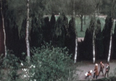 <a href="/lemma/Siertuin" title="Siertuin">Siertuin</a> gezien vanaf het kasteel van <a href="/lemma/Doornroosje" title="Doornroosje">Doornroosje</a> in <a href="/lemma/1973" title="1973">1973</a>