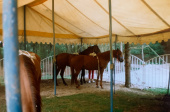 <a href="/lemma/Groot_Efteling_Zomercircus" class="mw-redirect" title="Groot Efteling Zomercircus">Groot Efteling Zomercircus</a>, 12 juli <span class="redlink">1991</span>