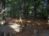 <a href="/lemma/Heksenpad" title="Heksenpad">Heksenpad</a> in oktober <span class="redlink">2008</span>
