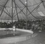 Circusoptreden in juli