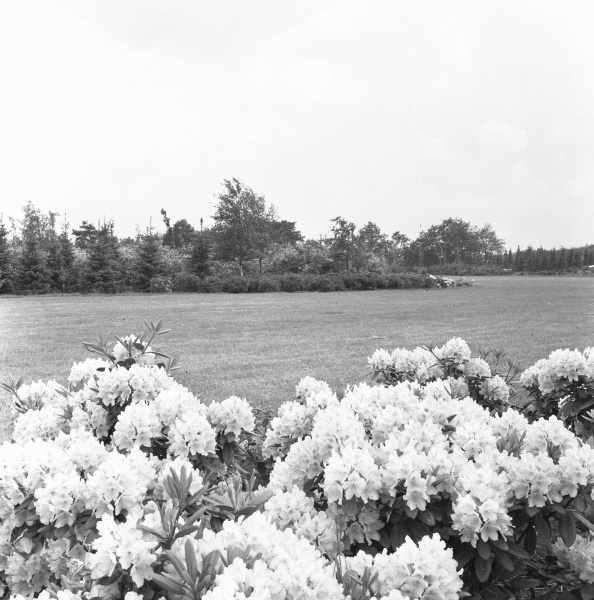Bestand:Siervijver1958NA-7.jpg