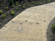 Spoor van een antilope (?) die het wandelpad van het <a href="/lemma/Wandelwoud" title="Wandelwoud">Wandelwoud</a> was overgestoken toen het themabeton nog niet droog was.