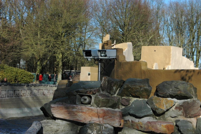 Bestand:Pirana maxifoto.jpg