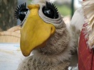 <a href="/lemma/Vogel_Rok_Entertainment" class="mw-redirect" title="Vogel Rok Entertainment">Vogel Rok Entertainment</a>