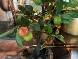 Een bijzonder boompje in het <a href="/lemma/Lurk_en_Limoenhuys" title="Lurk en Limoenhuys">Lurk en Limoenhuys</a> waaraan zowel appels, peren als limoenen lijken te groeien.