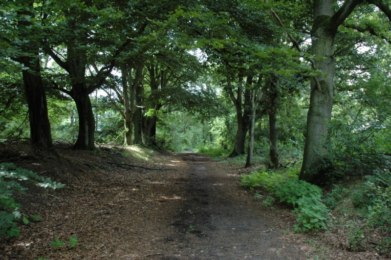 Bestand:Eftelingsestraat oud.jpg