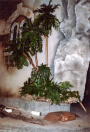 Voorportaal, 01-1986. Een uitstulping in de muur schuin tegenover de voorportaal-scène is voorzien van enkele palmbomen, grotendeels in pvc-pijpen, aangevuld met kunstgroen. De randen zijn afgedekt met repen boomschors. Op de grond restanten pvc-pijp en lianen.