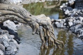 Wortels van de Sprookjesboom bewegen in het water - Foto via Eftelist.nl