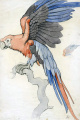 Ontwerp voor de <a href="/lemma/Sprekende_Papegaai" title="Sprekende Papegaai">Sprekende Papegaai</a> door <a href="/lemma/Anton_Pieck" title="Anton Pieck">Anton Pieck</a> uit <a href="/lemma/En_ze_leven_nog_lang_en_gelukkig" title="En ze leven nog lang en gelukkig">En ze leven nog lang en gelukkig</a>.