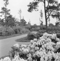 Het bruggetje dat het parkeerterrein bij <a href="/lemma/Ingang_Oost" title="Ingang Oost">Ingang Oost</a> met het <a href="/lemma/Zwembad" title="Zwembad">Zwembad</a> verbond, gezien vanuit het noordoosten, juni 1958.