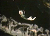 Screenshot film &quot;Ontspanningspark de Efteling, anno 1969&quot; - Eftelingnostalgie.nl