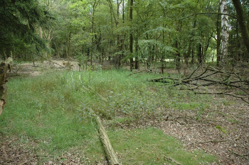 Bestand:Kraanven09 0509.jpg