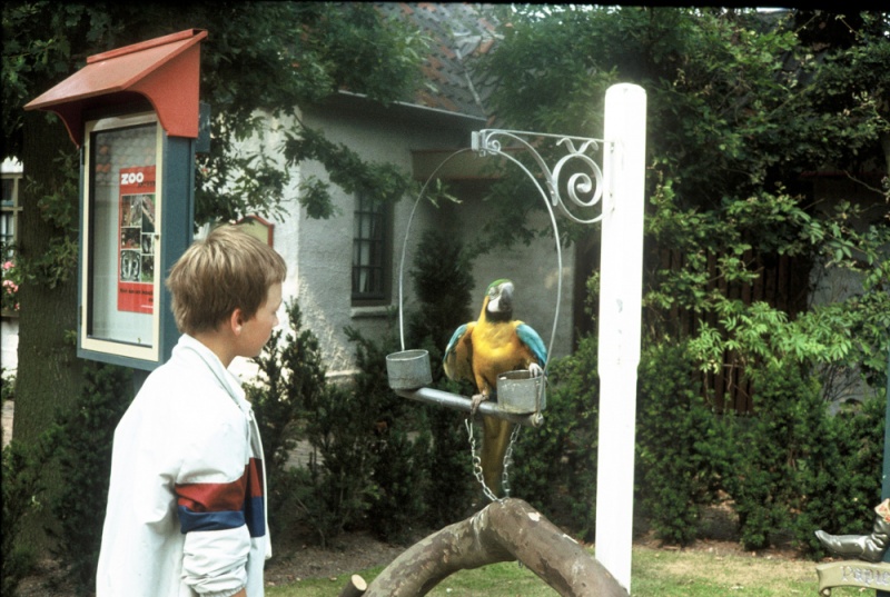 Bestand:Papegaai1981.JPG