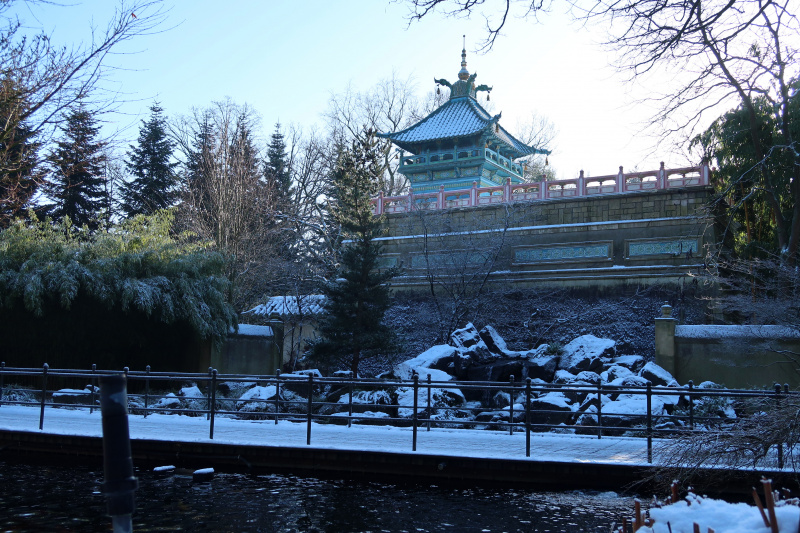 Bestand:Chinese Nachtegaal Sneeuw.jpg