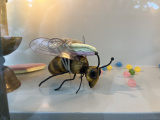 Bij met spekje in vitrine achterzijde <a href="/lemma/De_Soete_Inval" title="De Soete Inval">De Soete Inval</a> in 2024 - Foto: Eftepedia