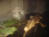 Krokodil in Fata Morgana