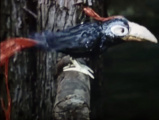 <a href="/lemma/Krakeeltje" title="Krakeeltje">Krakeeltje</a> in de jaren &#039;60, uit YouTube-serie &#039;&#039;De Magische Klok&#039;&#039;
