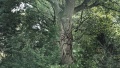 impressie <a href="/lemma/Kniesoor" title="Kniesoor">Kniesoor</a>