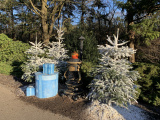 Potkachel langs Krentenpad in december 2019 - Foto: Eftepedia