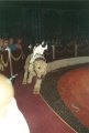 <a href="/lemma/Het_Groot_Efteling_Zomercircus" title="Het Groot Efteling Zomercircus">Het Groot Efteling Zomercircus</a> 1993, kat berijdt hond