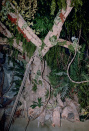Jungle, 01-1986. De boom voor de eerste kalief waar, ter hoogte van de ladder, de tak met de slangen wordt bevestigd.