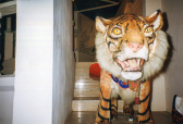 Tijger in de <a href="/lemma/Haven" title="Haven">Haven</a> van <a href="/lemma/Fata_Morgana" title="Fata Morgana">Fata Morgana</a> in <a href="/lemma/1993" title="1993">1993</a>