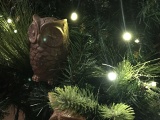 Uil &quot;horen&quot; in kerstboom Leerhuys, winter 2017