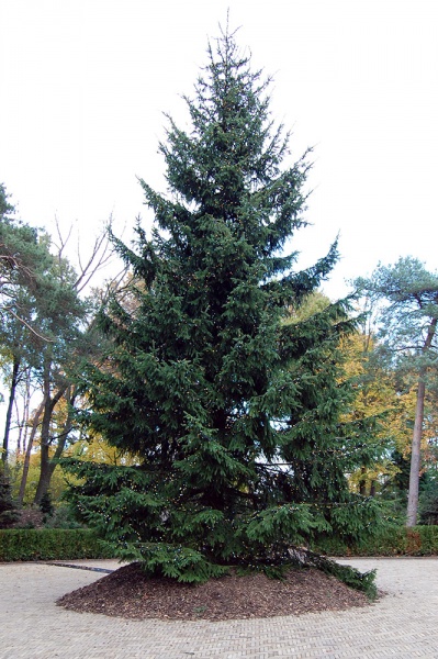 Bestand:Wensboom13nov17.jpg