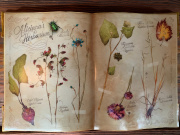 <a href="/lemma/Aliciana" title="Aliciana">Aliciana</a>'s Herbarium zoals getoond in Aliciana's Kruidenkas in <a href="/lemma/Polles_Keuken" title="Polles Keuken">Polles Keuken</a>