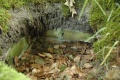 Terrein van voormalig bungalowpark <a href="/lemma/Het_Kraanven" title="Het Kraanven">Het Kraanven</a>, zomer 2009