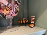Bij met Engelse drop in interieur <a href="/lemma/De_Soete_Inval" title="De Soete Inval">De Soete Inval</a> in 2024 - Foto: Eftepedia