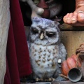 De uil van de <a href="/lemma/Trollenkoning" title="Trollenkoning">Trollenkoning</a>.