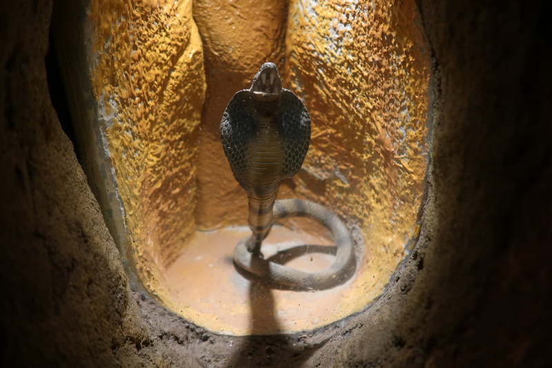 Bestand:Fabula Speelwereld Savanne Cobra.jpg