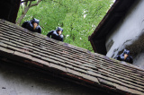 Slapende kraaien bij <a href="/lemma/Doornroosje" title="Doornroosje">Doornroosje</a>, 2010