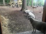 Enkele (h)ooien in de kinderboerderij <a href="/lemma/Hooimijt" title="Hooimijt">Hooimijt</a> op vakantiepark <a href="/lemma/Efteling_Loonsche_Land" title="Efteling Loonsche Land">Efteling Loonsche Land</a>.