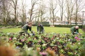 Groendienst plant eenjarigen op Sint Nicolaasplaets - Foto: Efteling Facebook