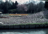 Bloesemboom naast de <a href="/lemma/Gondolettavijver" class="mw-redirect" title="Gondolettavijver">Gondolettavijver</a>, vermoedelijk naast de <a href="/lemma/Zwembadlaan" title="Zwembadlaan">Zwembadlaan</a>, in <a href="/lemma/1982" title="1982">1982</a>