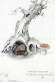 Ontwerp van de <a href="/lemma/Kabouterboom" class="mw-redirect" title="Kabouterboom">Kabouterboom</a> met daarin de musicerende <a href="/lemma/Kabouter" class="mw-redirect" title="Kabouter">kabouter</a>, door <a href="/lemma/Anton_Pieck" title="Anton Pieck">Anton Pieck</a>