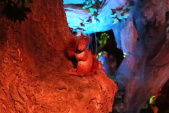 Eekhoorn in <a href="/lemma/Droomvlucht" title="Droomvlucht">Droomvlucht</a>.